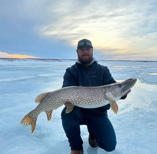 Pike fishing is a Saskatchewan's favourite passtime. Here at HCL we offer pike lures in the form of rattle baits, jigging spoons and jigging raps. Some ssy pike will bite anything but that is not necessarily true. Pike bite lures & jigs that trigger aggression thats why our Shock wave rattle baits are ideal for targeting them. 
