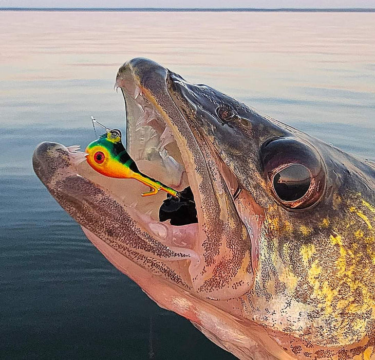 Saskatchewan's walleye are legendary, and with good reason. But when the sun dips low, targeting these prized fish requires a different approach. Enter walleye non-glow jigs - lures that attract walleye during low-light conditions with a pearlescent shine. At High Caliber Lures, we offer a great selection of walleye non-glow jigs, perfect for extending your fishing adventures into the twilight hours.