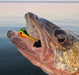 Saskatchewan's walleye are legendary, and with good reason. But when the sun dips low, targeting these prized fish requires a different approach. Enter walleye non-glow jigs - lures that attract walleye during low-light conditions with a pearlescent shine. At High Caliber Lures, we offer a great selection of walleye non-glow jigs, perfect for extending your fishing adventures into the twilight hours.